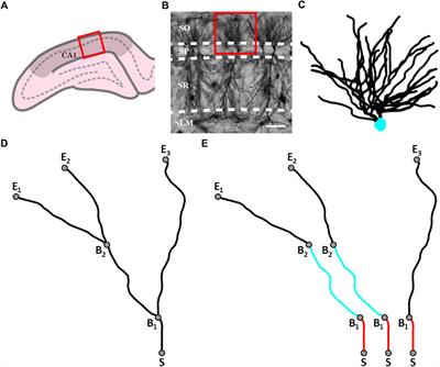 Neuron arbor geometry is sensitive to the limited-range fractal properties of their dendrites